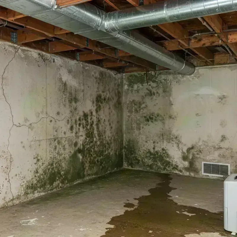 Professional Mold Removal in Marquette Heights, IL